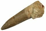 Fossil Plesiosaur (Zarafasaura) Tooth - Morocco #298337-1